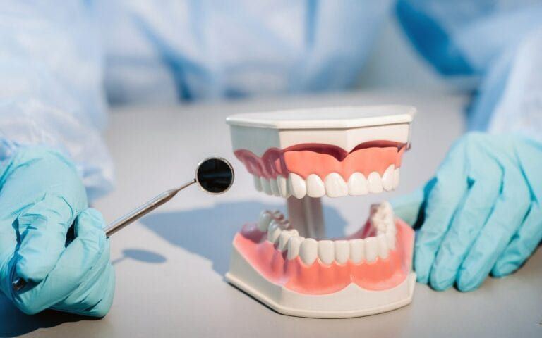 Dentist showing model teeth